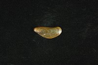 河殼菜蛤(沼蛤)藏品圖，第1張